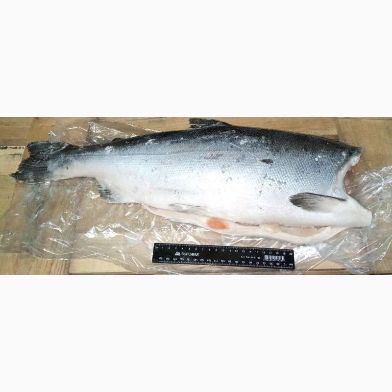Фото 2. Кижуч рыба 2, 7 – 4 кг. Кижуч тушка без головы