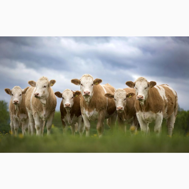 Фото 4. Бички Телята Корови (Сементал, Ангус, Шведские) 450+ 600 голів худоби