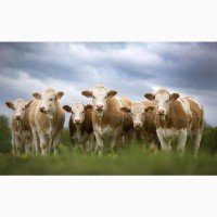 Бички Телята Корови (Сементал, Ангус, Шведские) 450+ 600 голів худоби