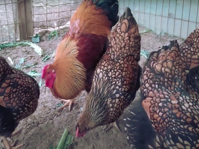 Фото 5. Инкубационное яйцо, Цыплята. Виандот золото, оранжевый