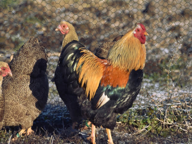 Фото 7. Инкубационное яйцо, Цыплята. Виандот золото, оранжевый