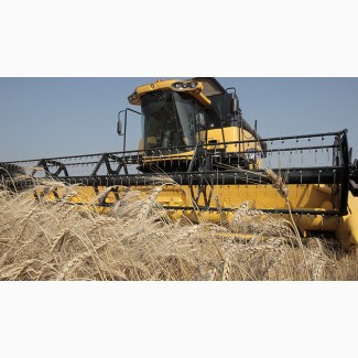 Продам пшеницу фуражную 250 тон