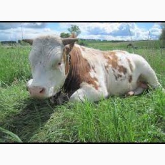 Закупка КРС ВРХ молодняк быки коровы тёлки Любой упитаности дорого