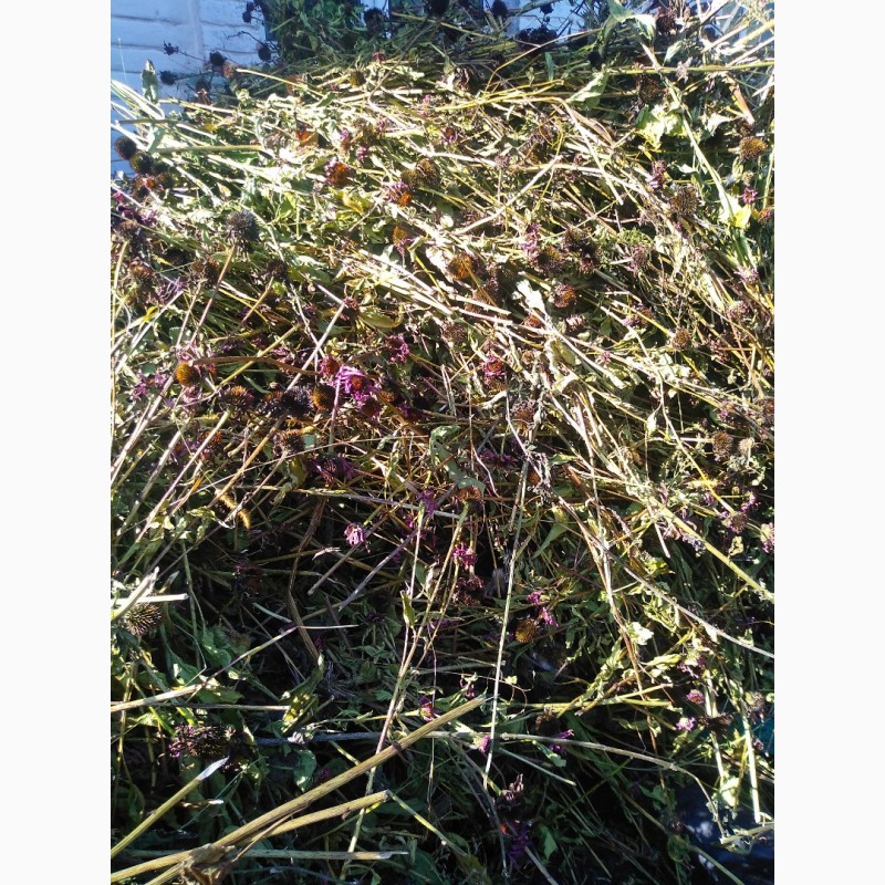 Фото 2. Продам траву ехінацеї з квітами збору 2022р