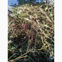 Продам траву ехінацеї з квітами збору 2022р