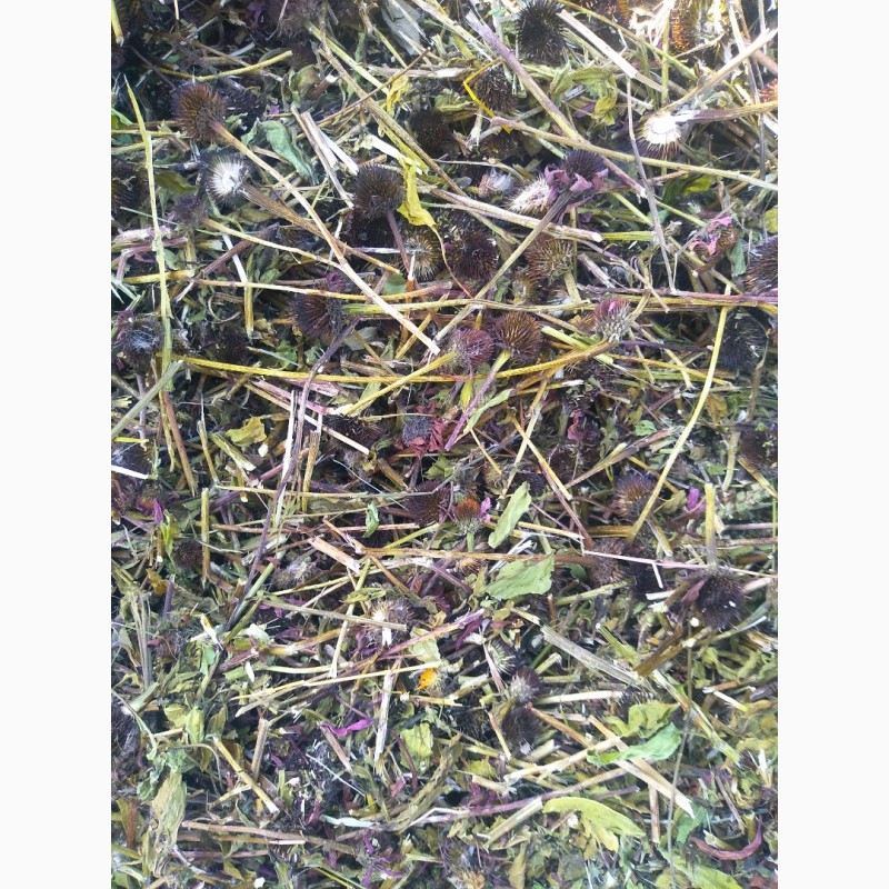 Фото 3. Продам траву ехінацеї з квітами збору 2022р