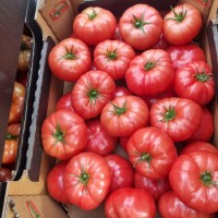 Продам помидоры тепличный в Польше