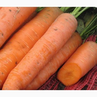 Продам оптом моркву молоду, всі області
