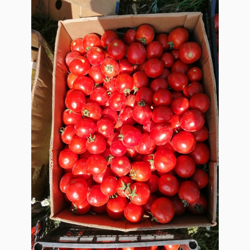 Фото 3. Продам помідори з поля