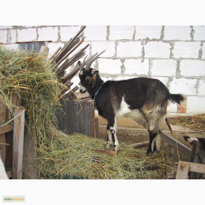 Фото 4. Продам породистых коз, козла, козлят