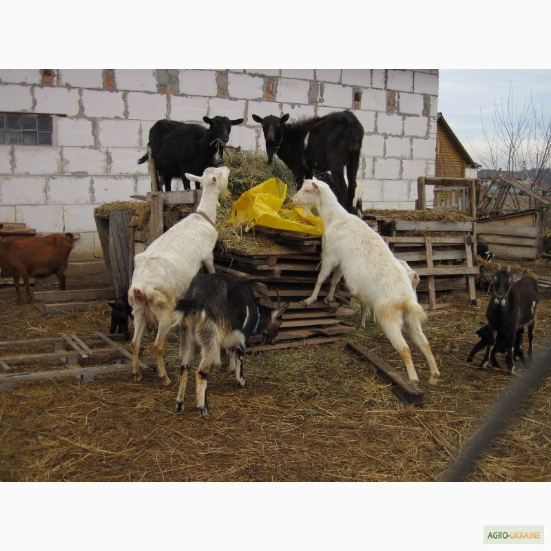 Фото 7. Продам породистых коз, козла, козлят