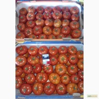Дешево помидор Бобкат крупный и средний в Овидиополе