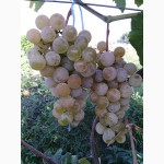 Продаю саджанці винограду Кристал, Вінниця
