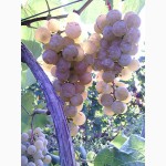Продаю саджанці винограду Кристал, Вінниця