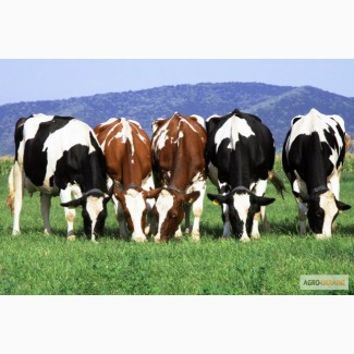 Продам ВРХ (КРС) корови, бики (коровы, быки)