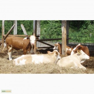 Куплю быков мясных пород симментал, Шароле, Лимузин (200-300 кг)неограниченное кол-во