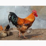 Цыплята месячные кучинской юбилейной породы кур