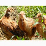 Цыплята месячные кучинской юбилейной породы кур