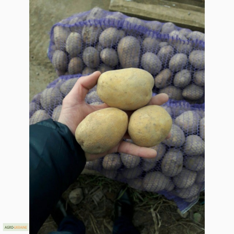 Фото 2. Продам картофель оптом, посадочный и товарный