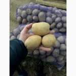 Продам картофель оптом, посадочный и товарный