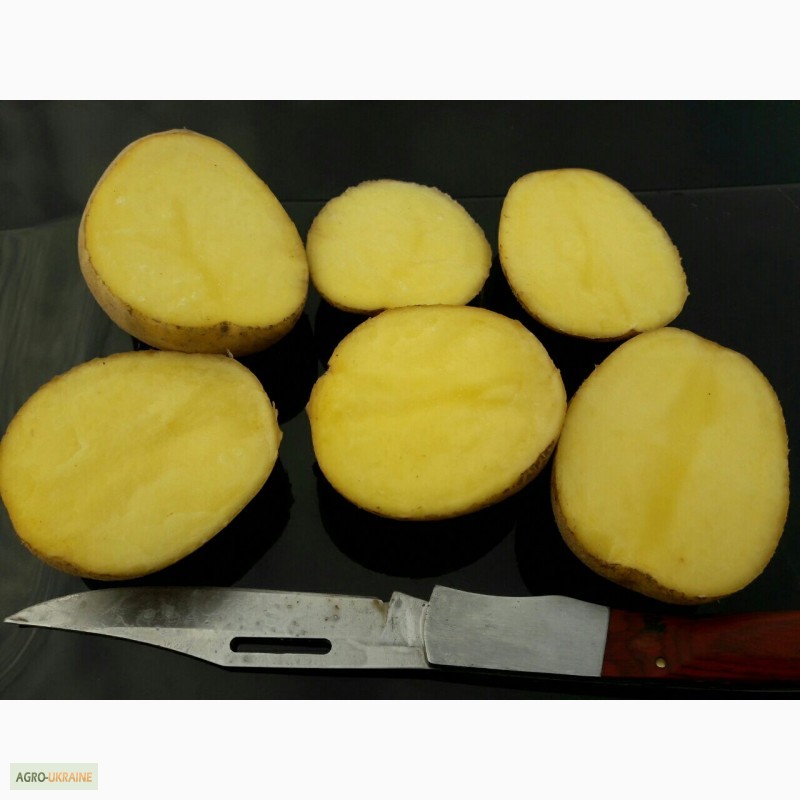 Фото 5. Продам картофель оптом, посадочный и товарный