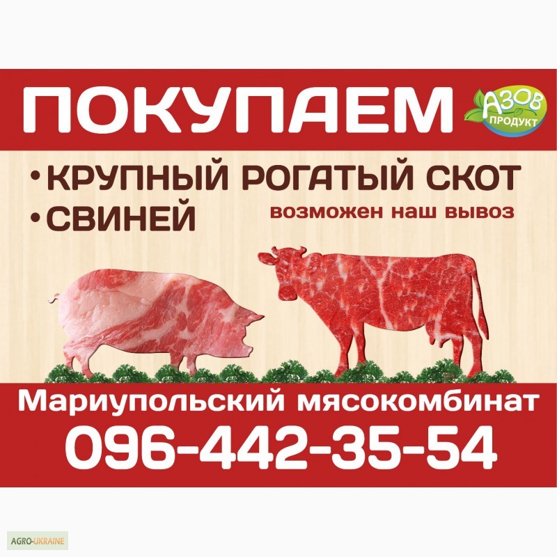 Мясо живой вес цена. Закупаем мясо объявления. Визитка мясо. Реклама закуп мяса.