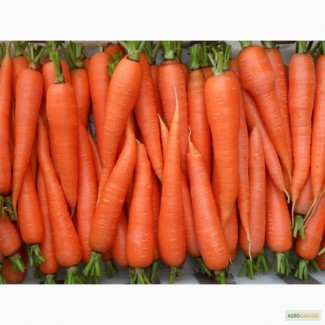 Продаю моркву Престо великим і дрібним оптом, Полтава
