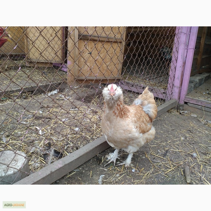 Фото 3. Продам інкубаційне яйце курей породи Лососева Фавероль, курчата