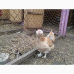 Продам інкубаційне яйце курей породи Лососева Фавероль, курчата