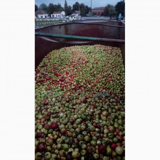 Куплю яблоки Полтавская, Запорожская, Сумская обл и другие регионы, цена дог