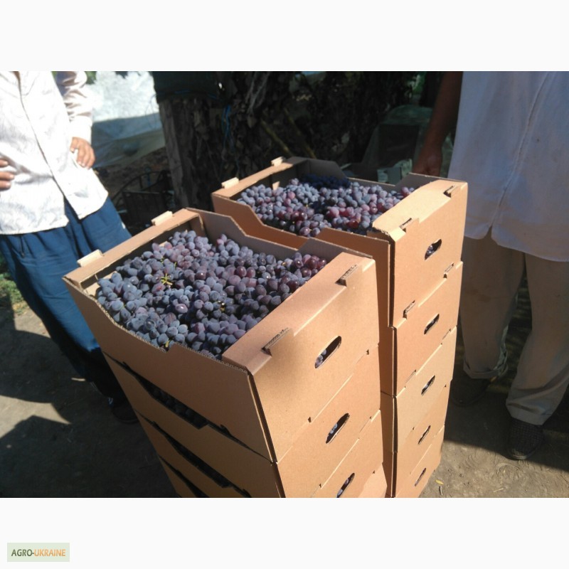 Фото 2. Продам виноград свежий столовых сортов