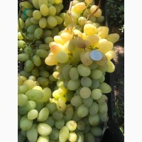 Продам виноград свежий столовых сортов