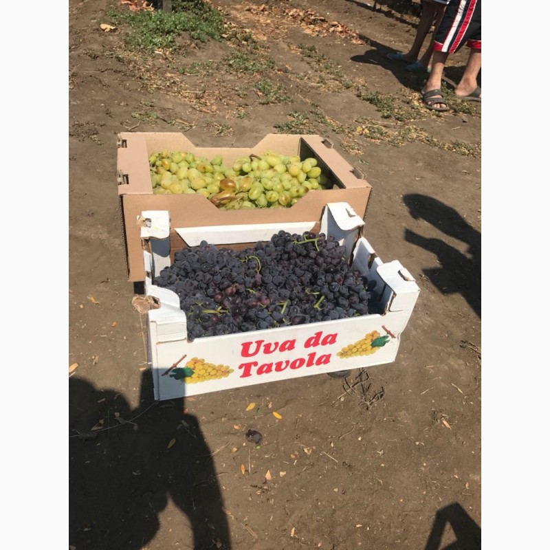 Фото 6. Продам виноград свежий столовых сортов