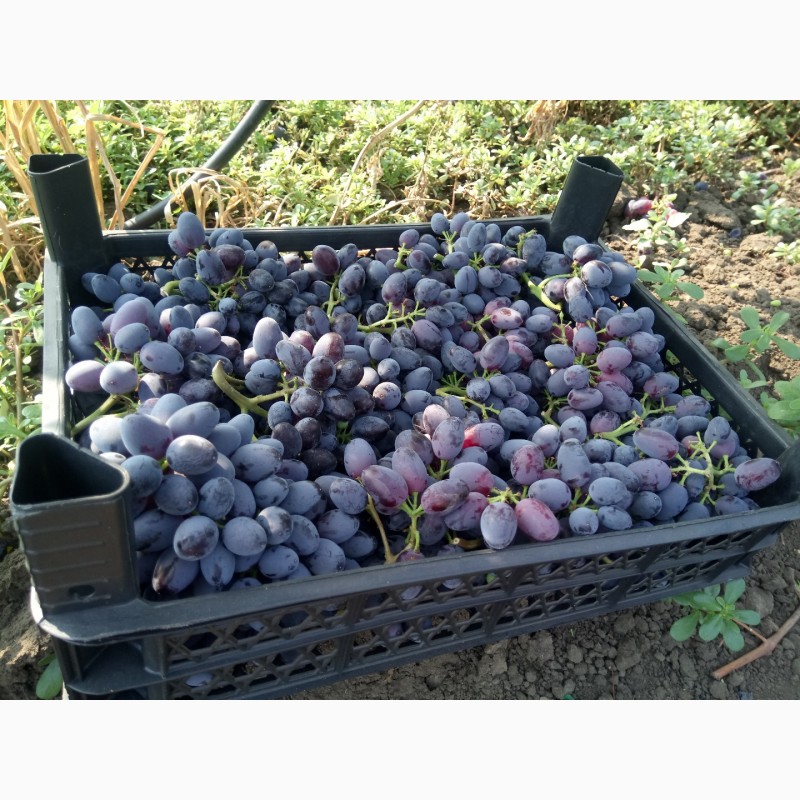 Фото 7. Продам виноград свежий столовых сортов