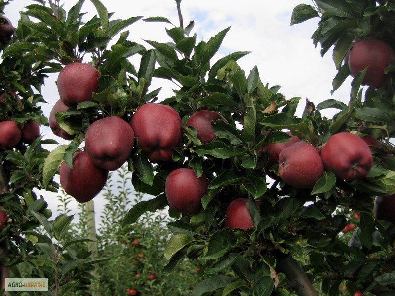 Фото 2. Саджанці плодових дерев - яблуні, груші, сливи, абрикоси, персики. Більше 100 сортів