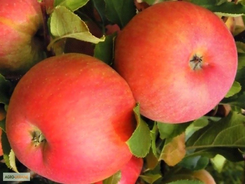 Фото 3. Саджанці плодових дерев - яблуні, груші, сливи, абрикоси, персики. Більше 100 сортів
