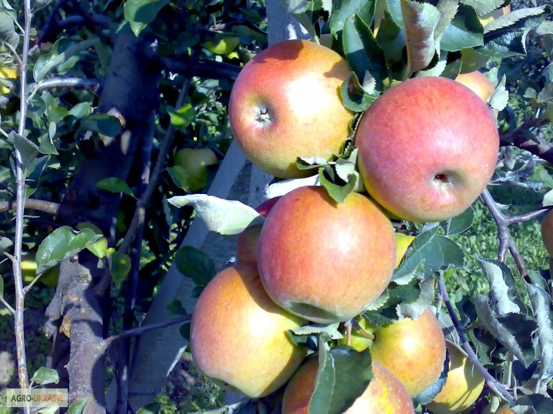 Фото 4. Саджанці плодових дерев - яблуні, груші, сливи, абрикоси, персики. Більше 100 сортів