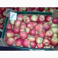 Продам яблука різних сортів, у великих обємах