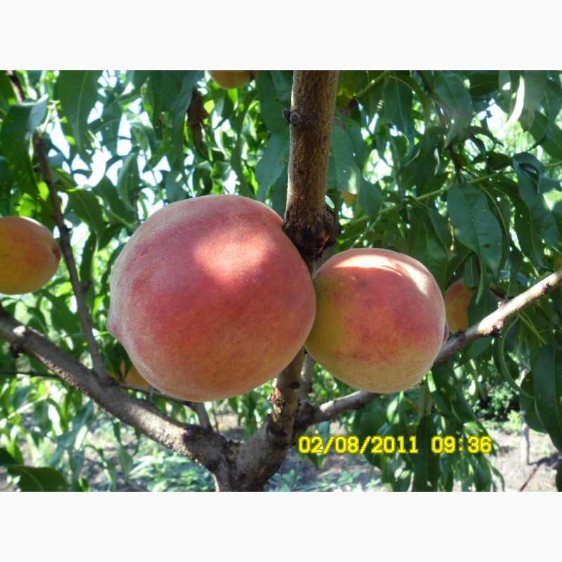 Фото 2. Саджанці персика та інші плодові