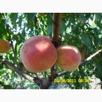 Саджанці персика та інші плодові