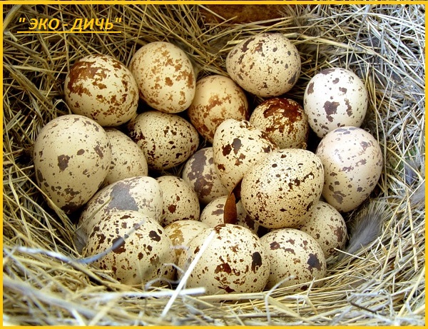 Фото 4. Яйца инкубационные перепела Фараон Испания