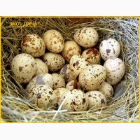 Яйца инкубационные перепела Фараон Испания