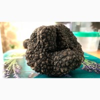 Трюфель чорний, трюфель черный, black truffle, Tartufo, Італія Карпати