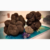 Трюфель чорний, трюфель черный, black truffle, Tartufo, Італія Карпати