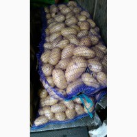 Продам картоплю белароса