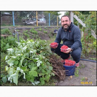 Пропоную саджанці малина сорту Маравілла - Новинка в Украине
