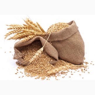 Куплю: пшеницю (2, 3 кл, фураж), ячмінь фуражний, кукурудзу
