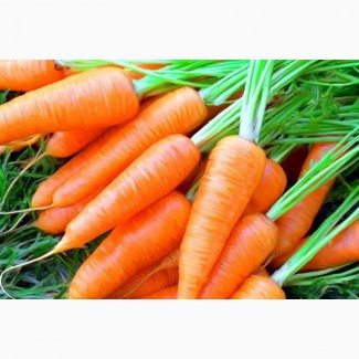 Продам моркву з Білорусії