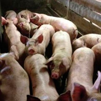 Продам свиней, вигодувані без хімії