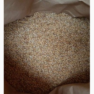 Продам СЕМЕНА пшеницы MASON - Мягкий канадский трансгенный озимый сорт (элита)